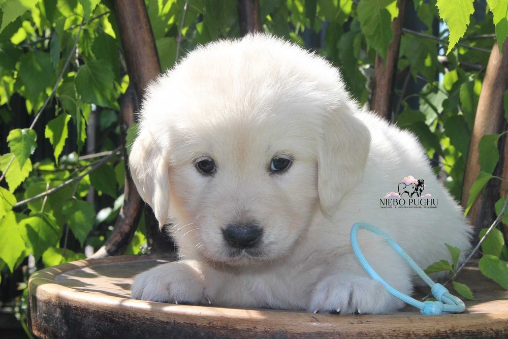 Piesek Golden retriever ZKwP FCI