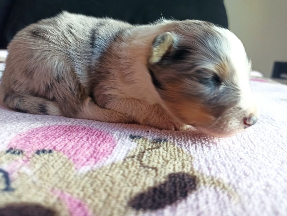 Owczarek szetlandzki sheltie blue merle marmurkowa sunia