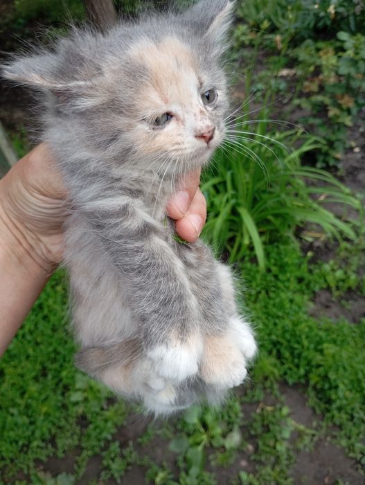 Безкоштовно віддам Кошенят в добрі руки