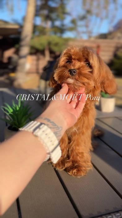 Мальчик КАВАПУ (мальтипу) Родители Китай, супермини,7 месяцев