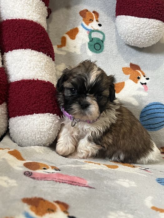 Shih tzu Śliczne Suczki tri -color rodowód chip + wyprawka
