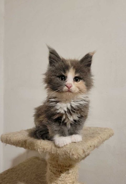 Cudowna kotka XXL maine coon Holly