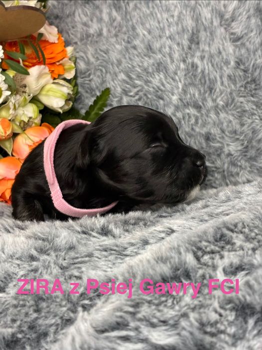 HAWAŃCZYK ZKwP szczeniaczek