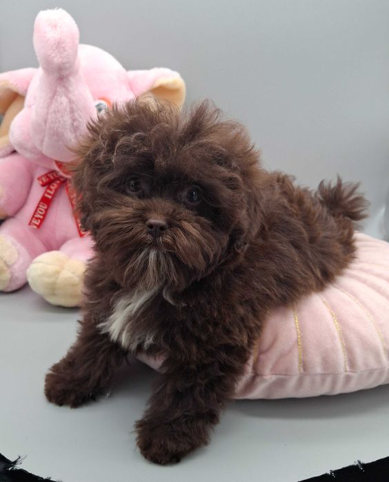 Шоколадний песик 3,5 міс F1. Київ