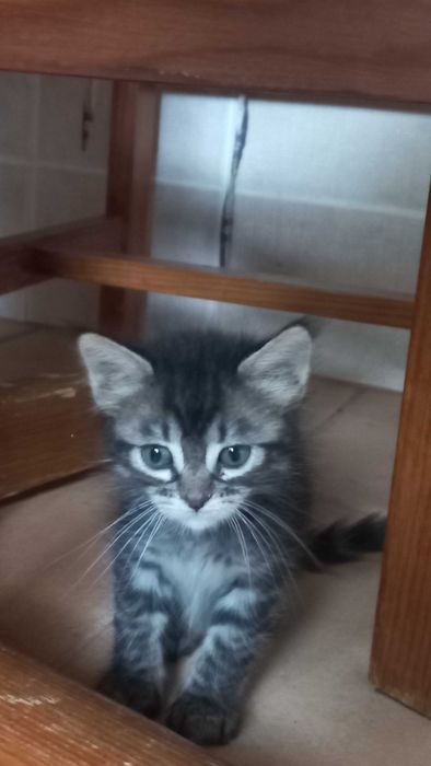 Gatinhos bebes adoção