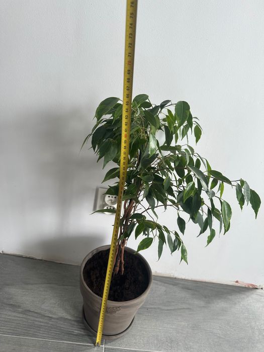 Fikus Benjamin ok 65cm z donicą glinianą