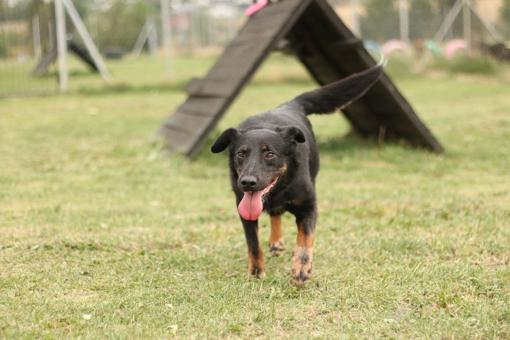 Odin do pilnej adopcji!