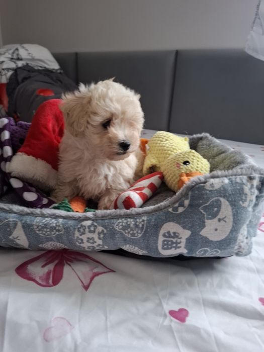 Uroczy szczeniak Maltipoo