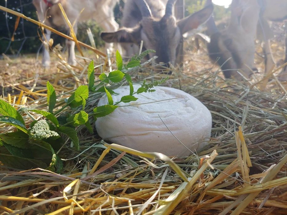 Kozie mleko I sery dostawa do Poznania we wtorki