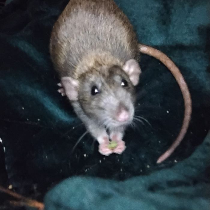 3x takie siostry trojaczki szukają domu