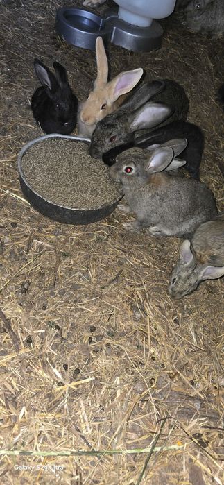 Coelhos caseiros de boa qualidade.