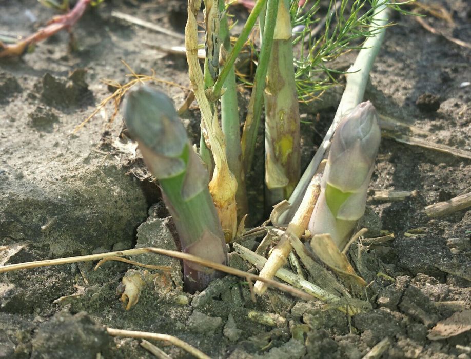 Саджанці спаржі Mary Washington 1, 2, 3 річні