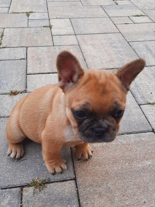 Suczka buldog francuski