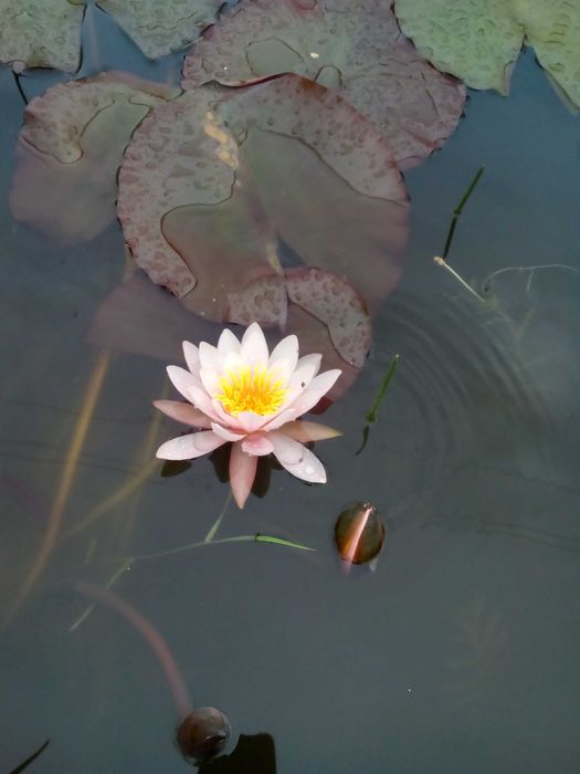 Лілія водяна (німфея ) Rosennimphe