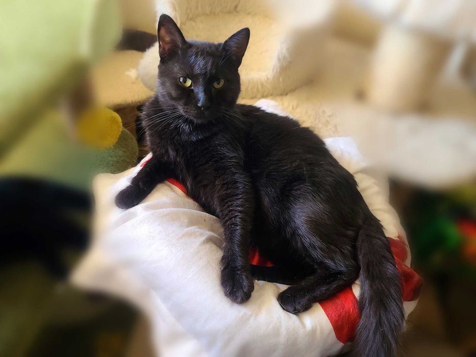 Душа компанії - котусік Філ засидівся в притулку, лагідний та ніжний