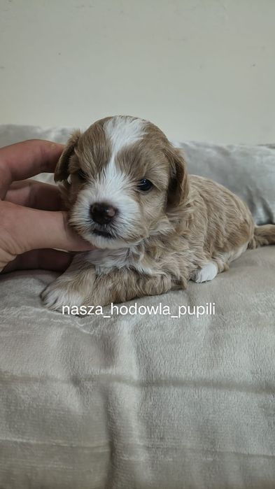 Suczka Maltipoo ze sprawdzonej hodowli