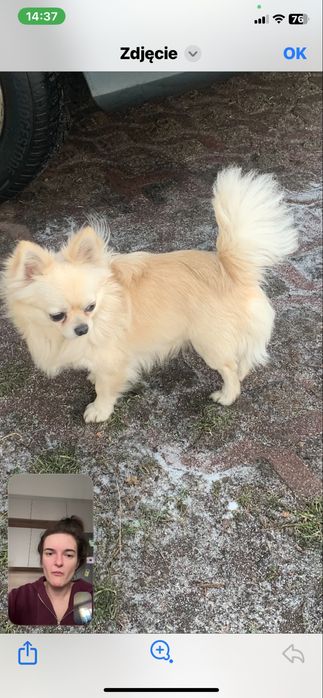 Chihuahua długowlosy samiec