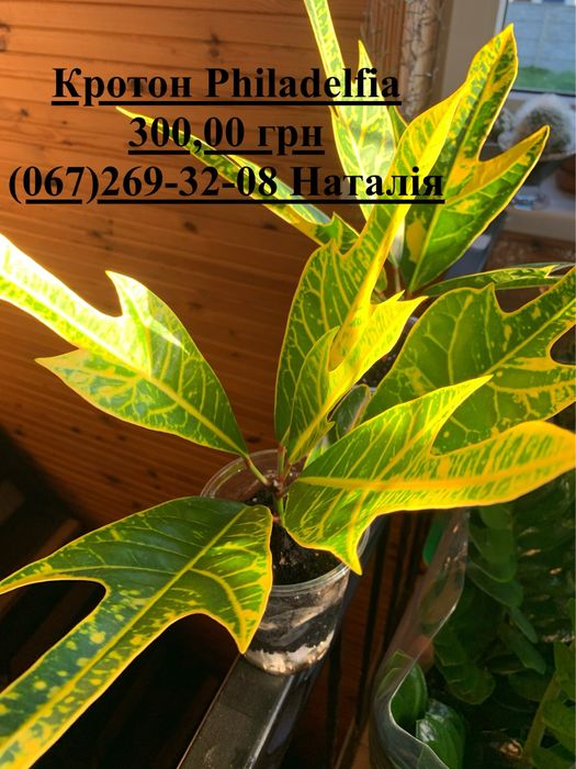 Кротон. Кодієум. Кротон види