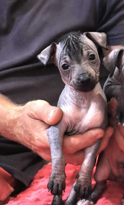 Nagi pies meksykański miniaturowy Xolo FCI ZKwP