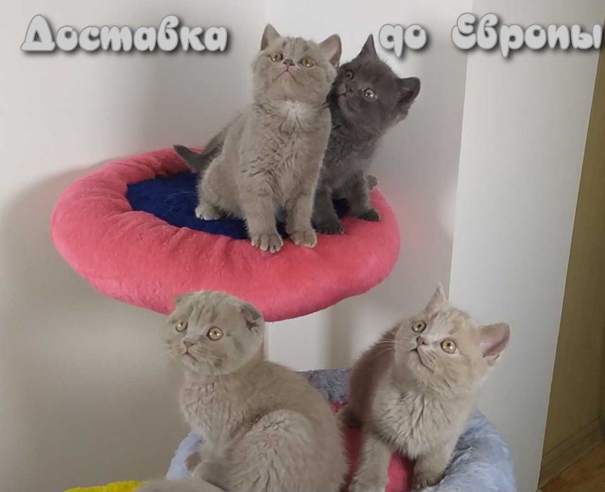 Шотландские котята с доставкой по Украине и до Европы.
