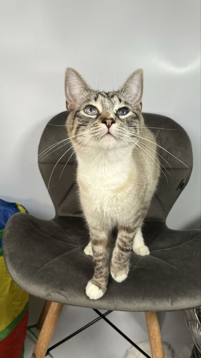 Молода кішека шукає дім.