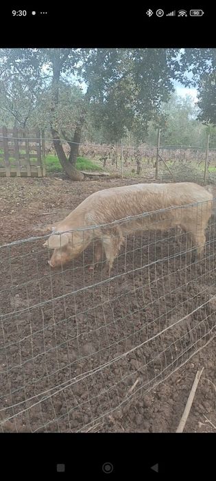 Tres Porcos para venda