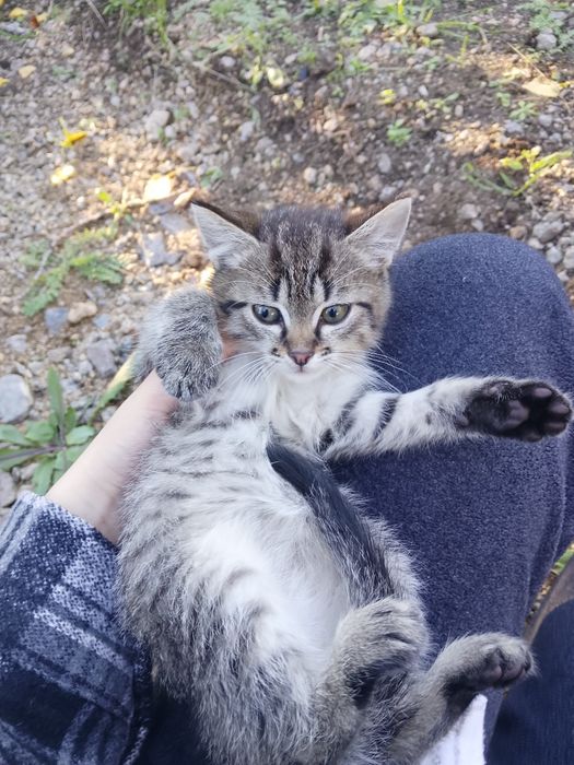 Віддам маленького котика в добрі руки