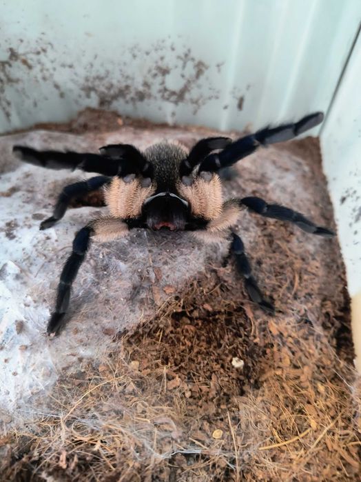 Monocentropus Balfouri 3DC (2xSamiec 3xSamica Do Grupówki) __Możliwy Blik__