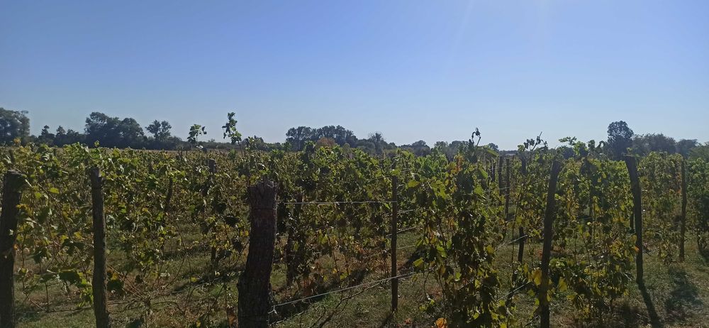 Чубуки винограда