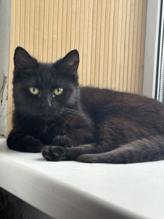 Багира, в хорошие ручки!