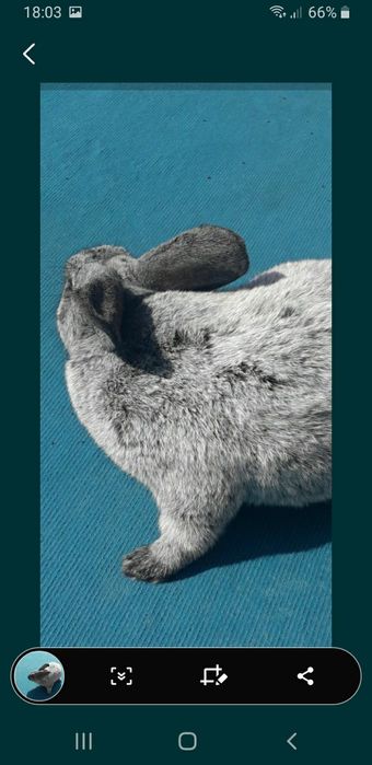 Серебристый термончики белые