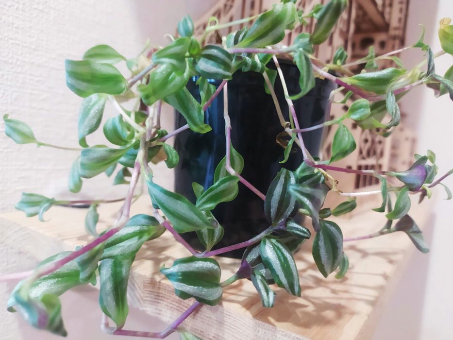 Традесканция комнатная