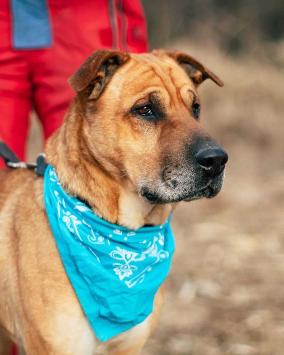 Справжній вірний друг шукає свою найкращу сім'ю. Сумує в притулку(