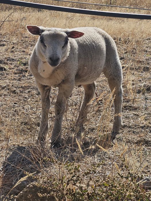 Para venda borrego Texel
