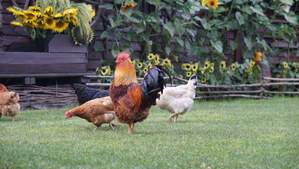 Садиба «Золота Сова»