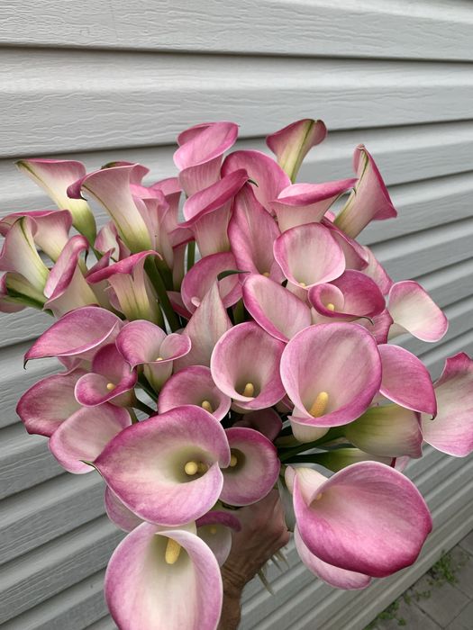 Кала зентадеская