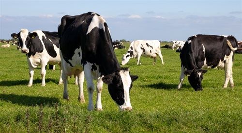 Obornik Bydlecy Krowiak Transport