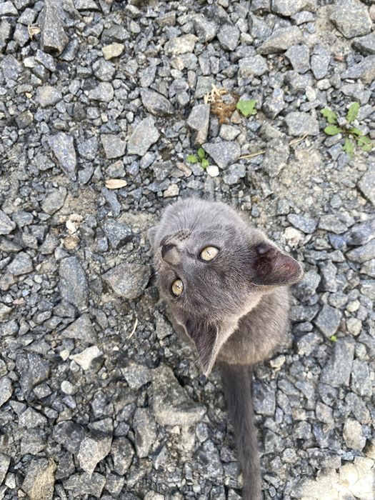 Відаємо , котенят в добрі руки , гарні дівчатка.