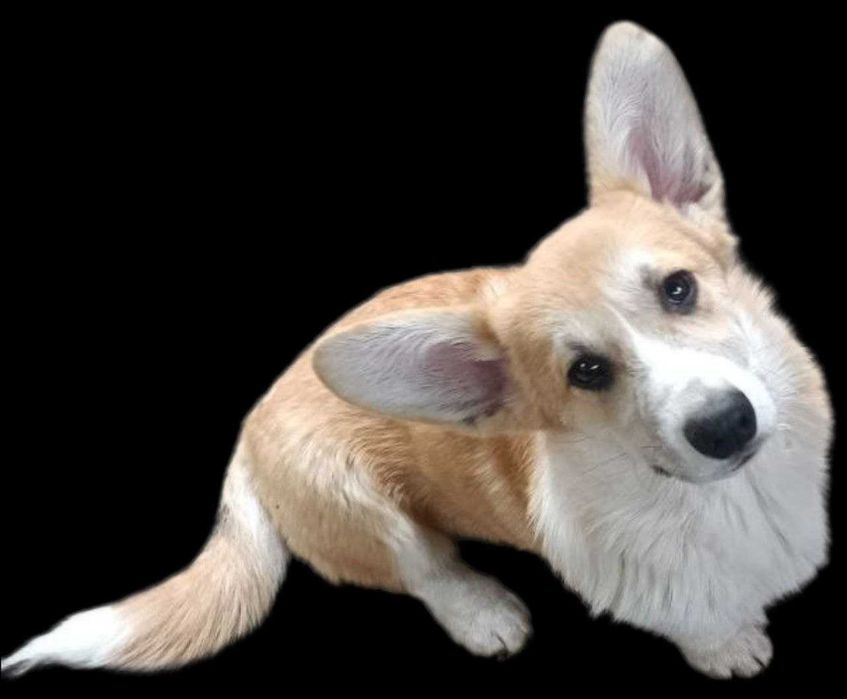 Цуценята коргі від титулованих виробників.