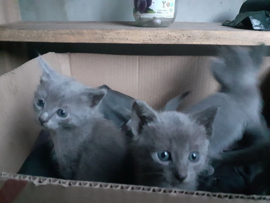 Котики в добрі руки