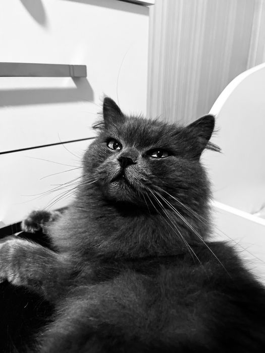 Віддам кішку у добрі руки