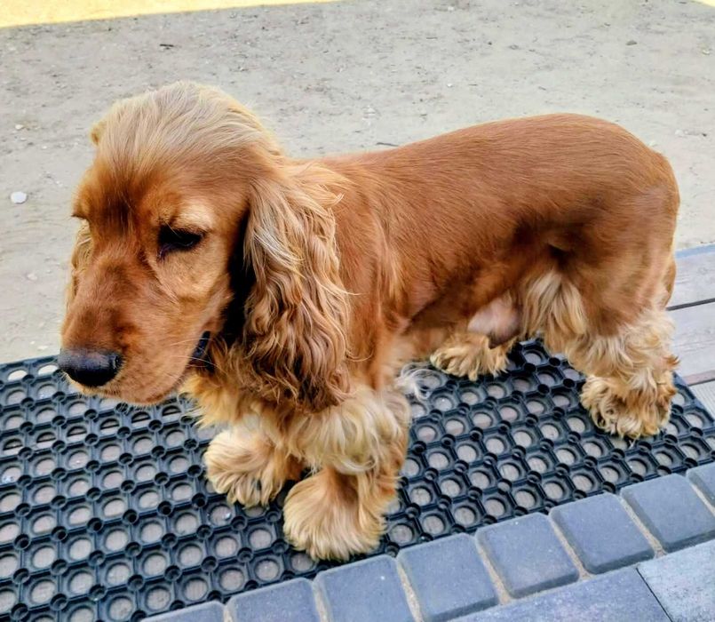 Cocker Spaniel angielski