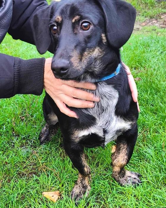 Знайдена такса, кобель