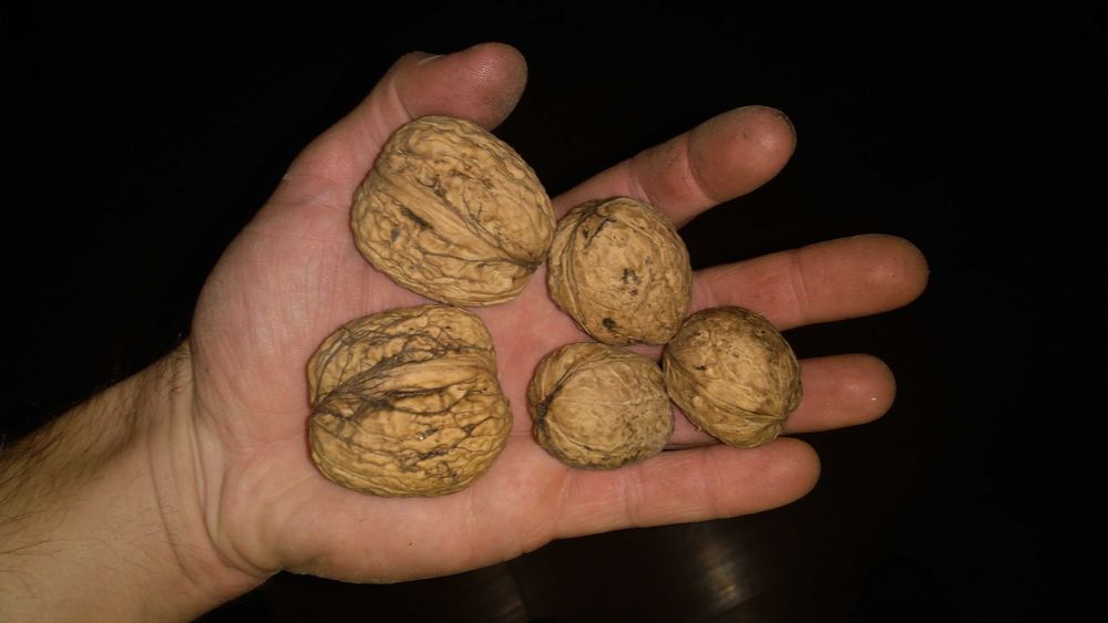 orzechy włoskie sezon 2025