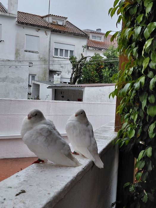 Excelente casal de pombos American Show Racer