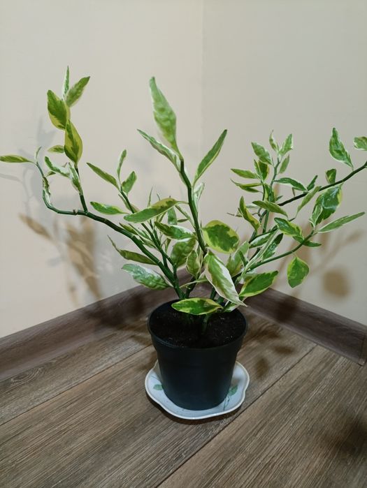 Продам комнатный цветок " Педилантус"титималоидный ( " Лестница Иаков