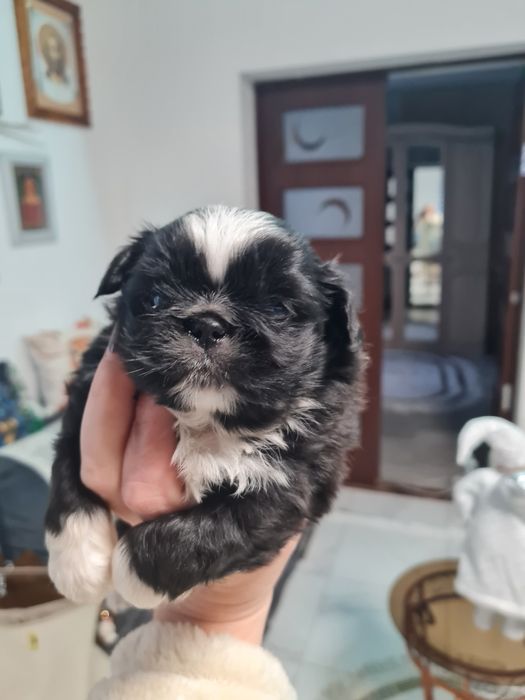 Пекінес королівський міні