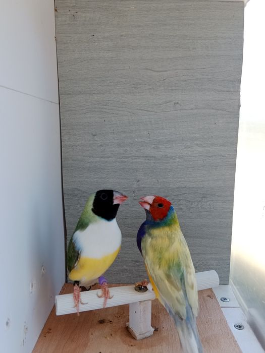 Diamantes de gould