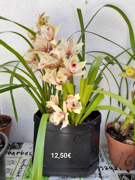 Orquídeas Lindas de várias cores