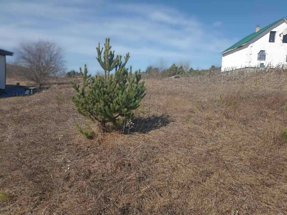 Музычи, Киевская обл. участок 0.1006 га под дачное строительство